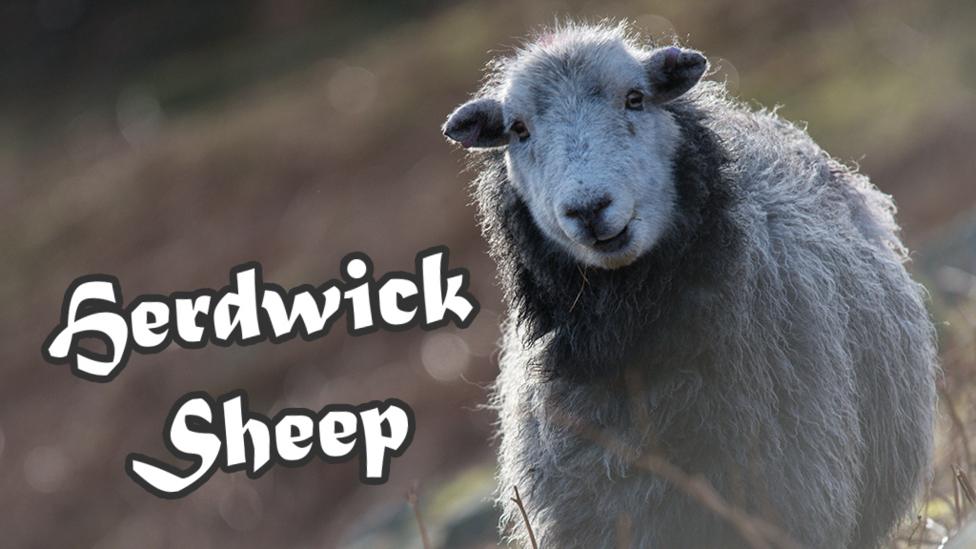 A close up of a herdwick sheep with the text 'Herdwick Sheep' over the top of the image