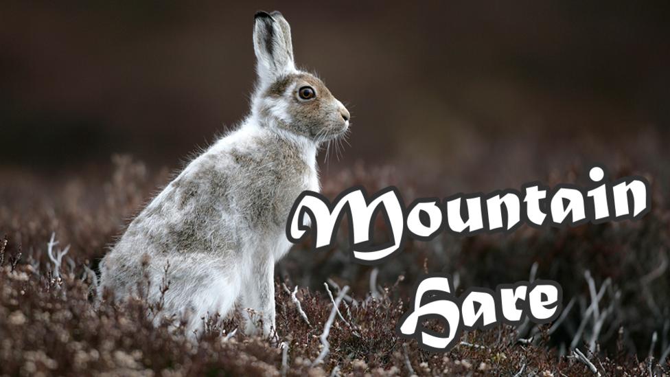 An Mountain Hare sat on a hillsdie