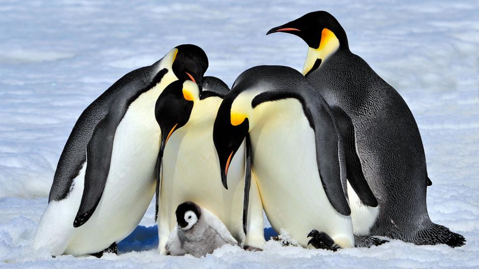 Four adult emperor penguins stand over a chick.