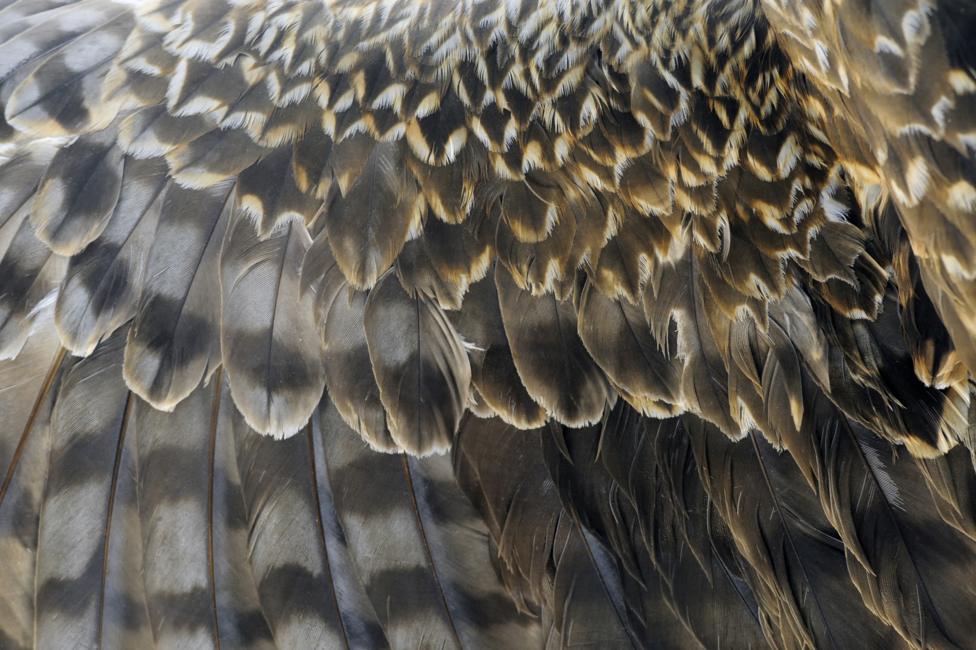 Feathers
