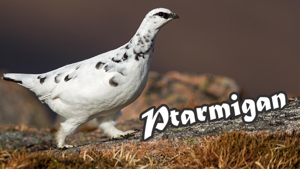 A ptarmigan walking along a rocky surface