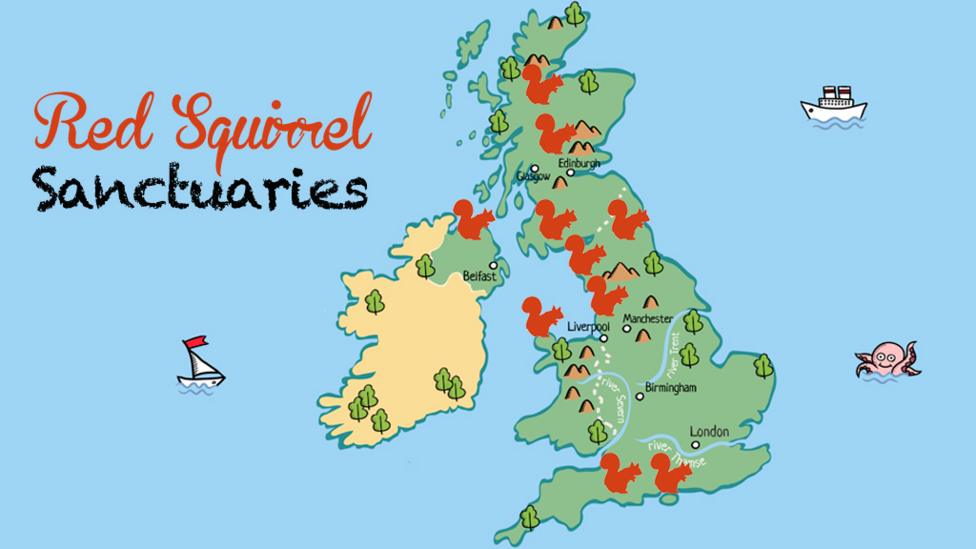 A map of the UK, showing red squirrel distribution using red squirrel icons across Scotland, northern England and the south coast, including Anglesey and Norther Ireland.