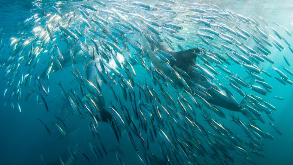 Sardines