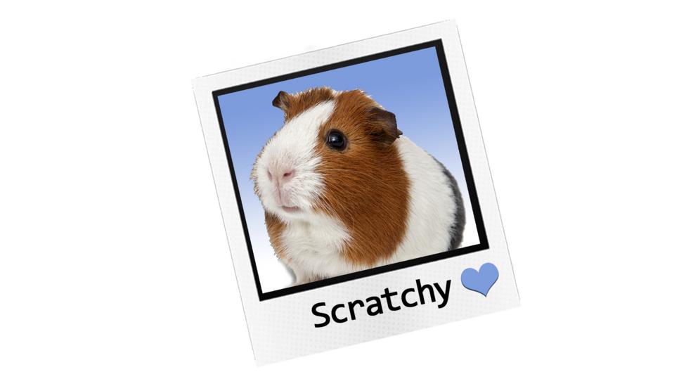 A polaroid image of a guinea pig.