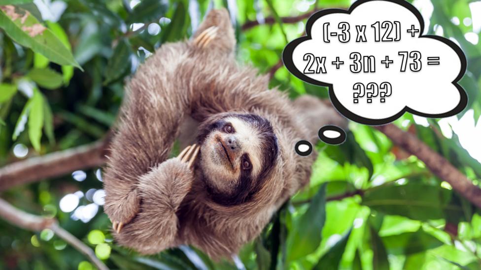 A sloth looking puzzled.