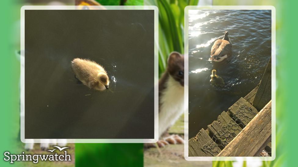 Your Springwatch Snaps.