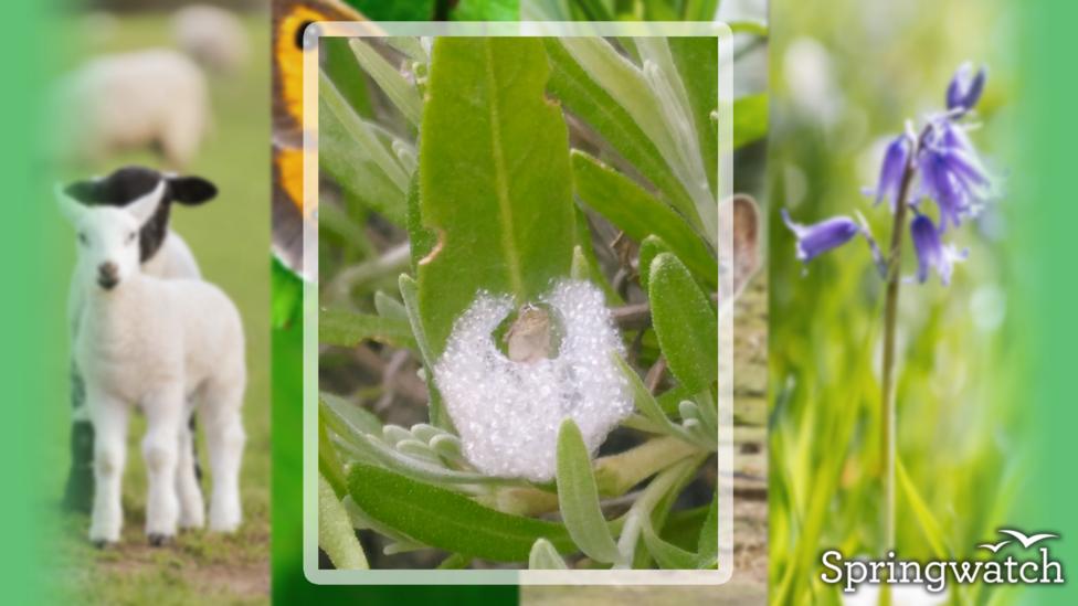 Your Springwatch Snaps.