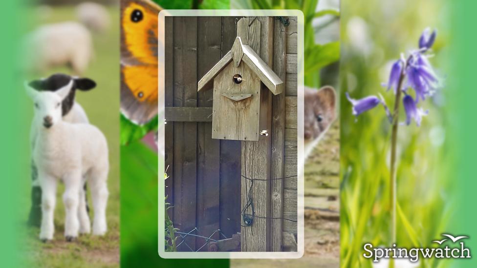 Your Springwatch Snaps.