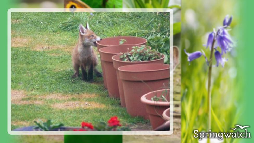 Your Springwatch Snaps.