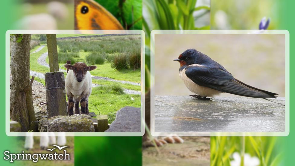 Your Springwatch Snaps