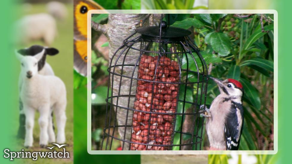 Your Springwatch Snaps.