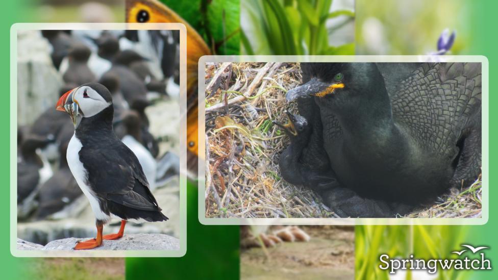Your Springwatch Snaps