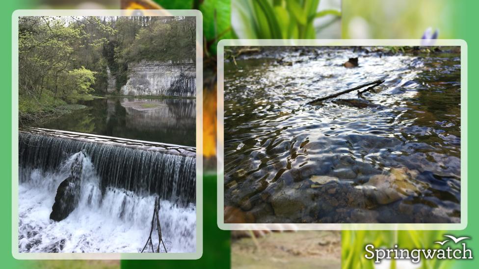 Your Springwatch Snaps.