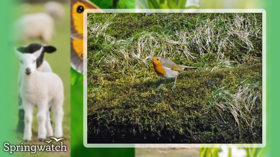 Your Springwatch Snaps.