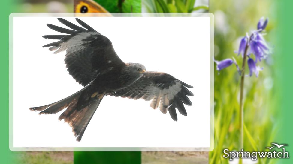 Your Springwatch Snaps.
