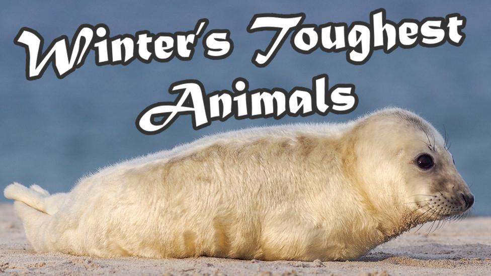 A grey seal pup on the beach with the text 'Winter's Toughest Animals' over the top