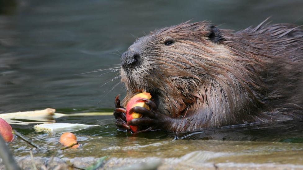 An beaver eating fruit.
