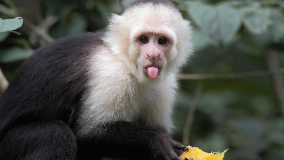 A monkey eating fruit.