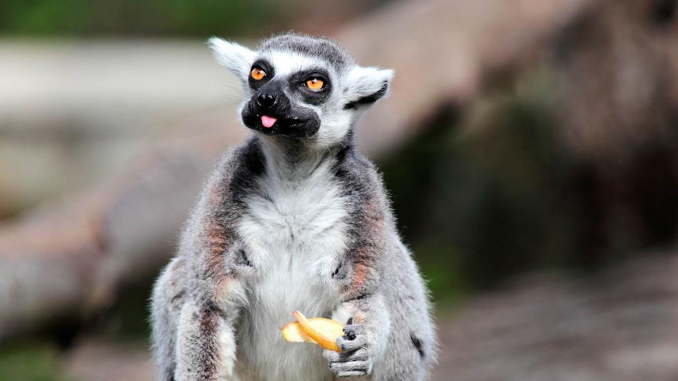 A lemur eating fruit.