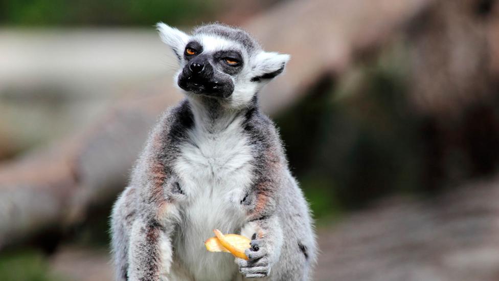 A lemur eating fruit.