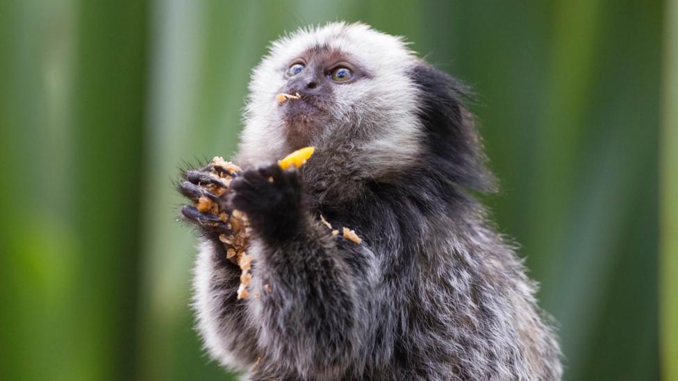 A monkey eating fruit.