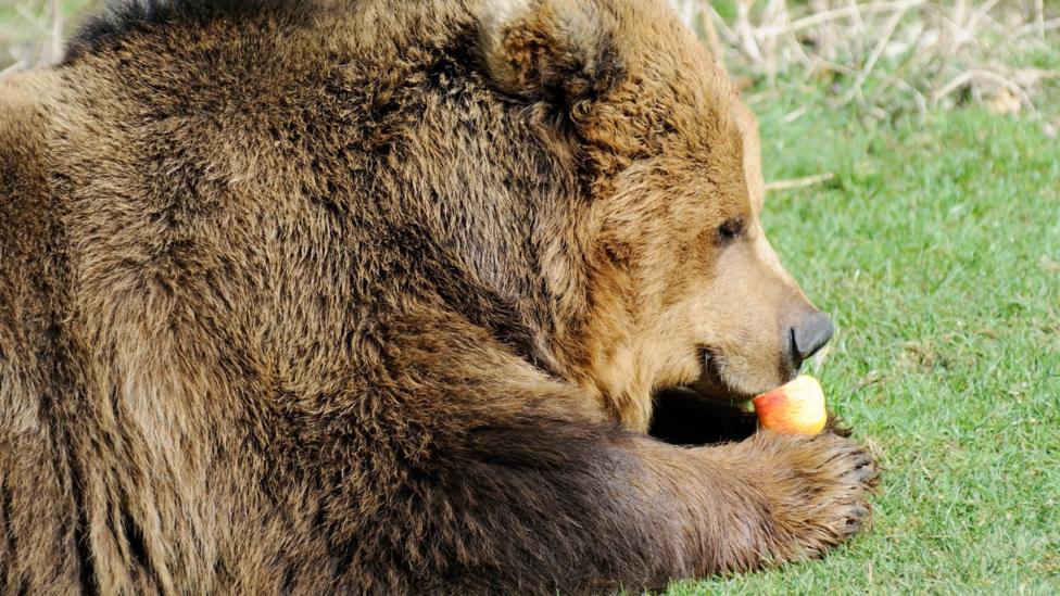 A bear eating fruit.