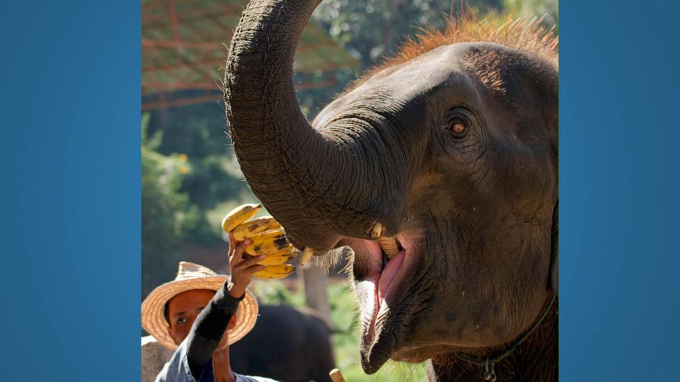 An elephant eating fruit.