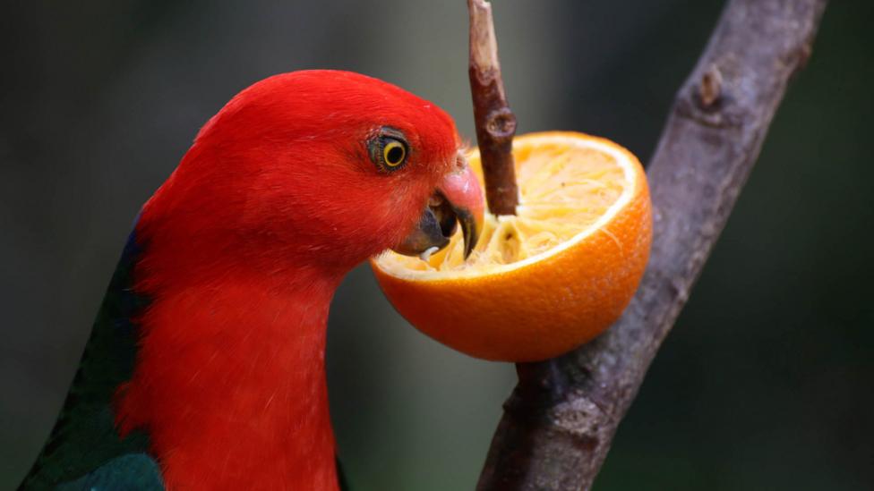 An parrot eating fruit.