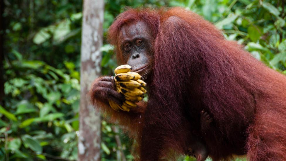 A monkey eating fruit.