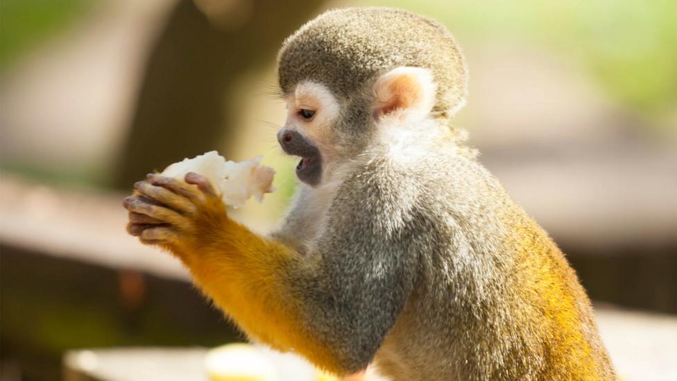 A monkey eating fruit.