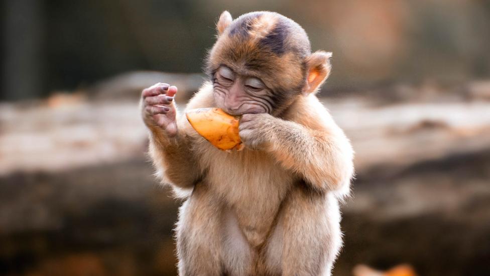 A monkey eating fruit.