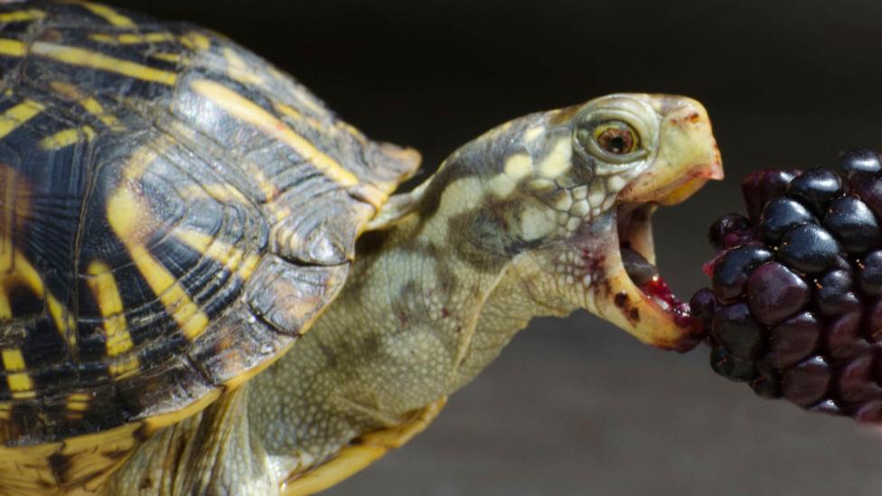 A tortoise eating berries.