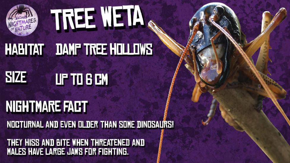 Tree Weta fact sheet. Habitat: Damp tree hollows. Size: Up to 6cm. Nightmare Fact: Nocturnal and even older than some dinosaurs! They hiss and bite when threatened and males have large jaws for fighting. A dark coloured bug with long antennae and long folded legs sits at the end of a stick, (Tree Weta).