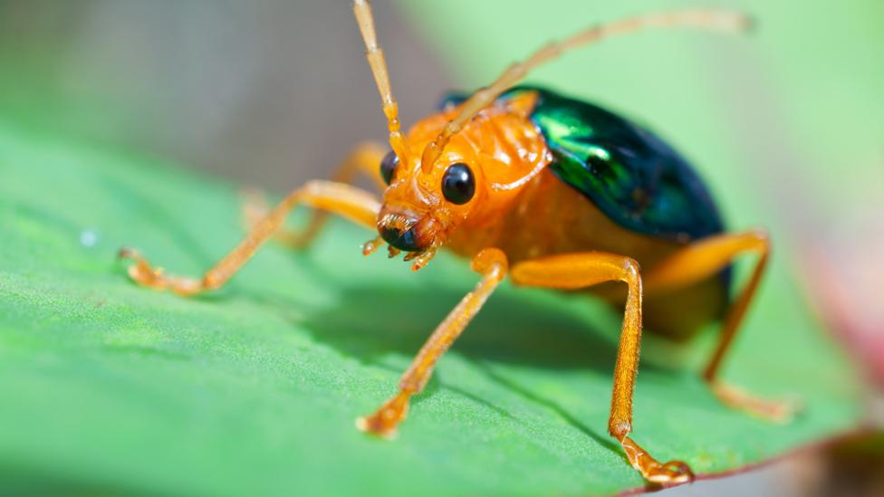 Bombardier beetle
