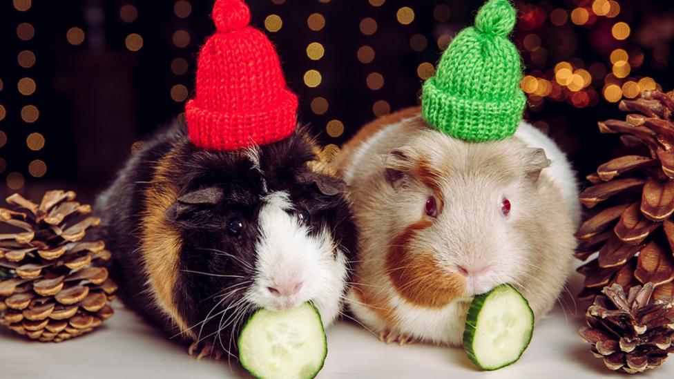 Two guinea eating cucumber in woolly hats