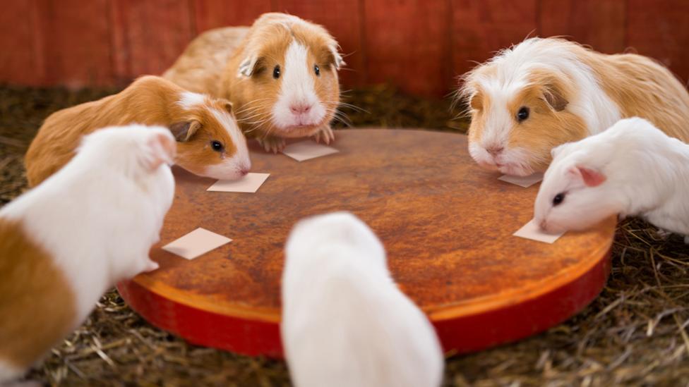 Six guinea pigs at a round table