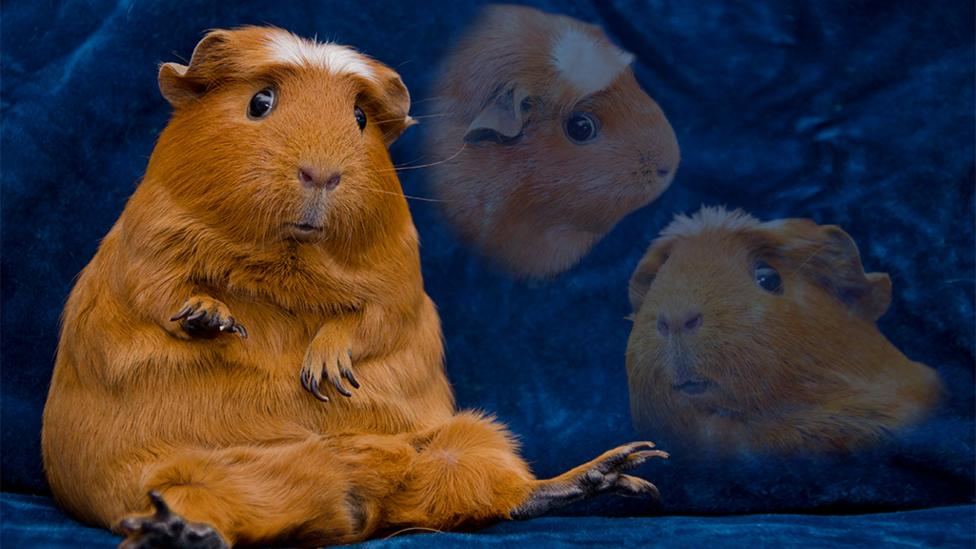 A thoughtful guinea pig