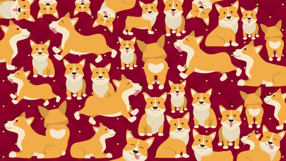 Many corgis.