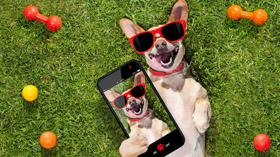 dog lying on grass and taking a selfie.
