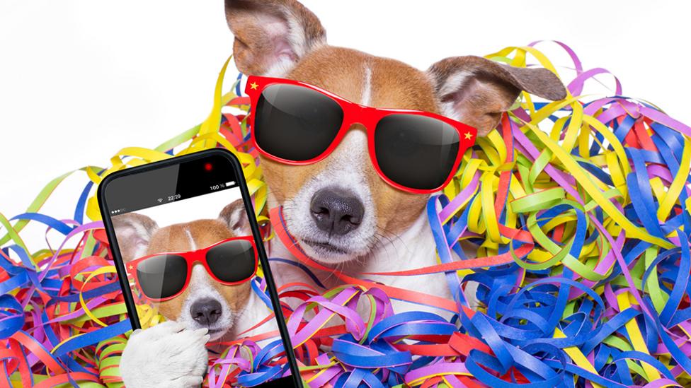 Dog surrounded by coloured streamers taking a selfie.
