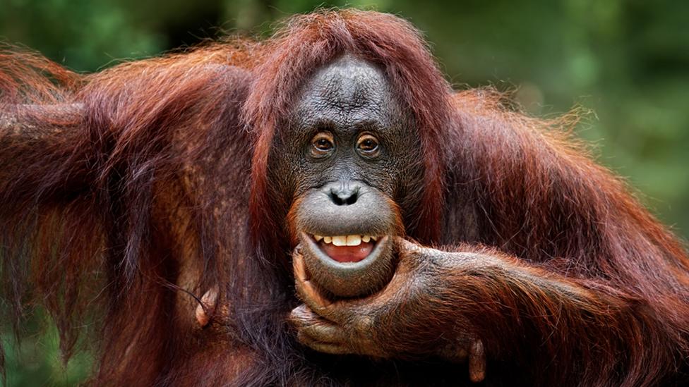 Orangutan smiling.