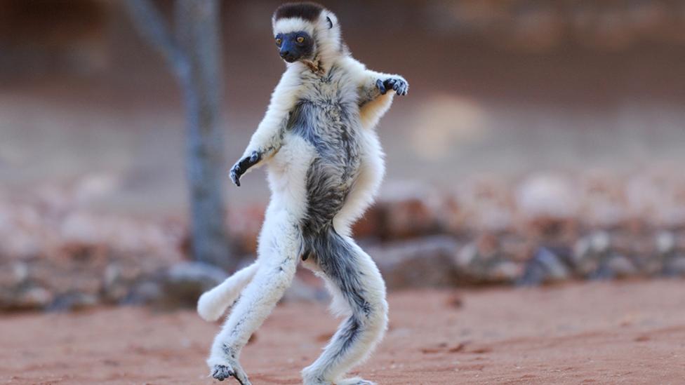 monkey dancing.