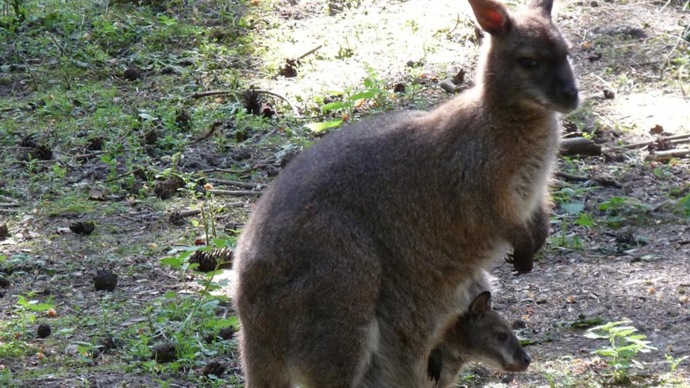 Kangaroo standing in its enclosure