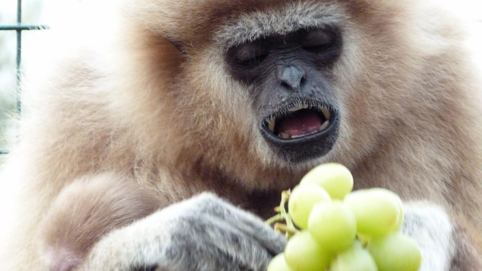 Monkey eating grapes