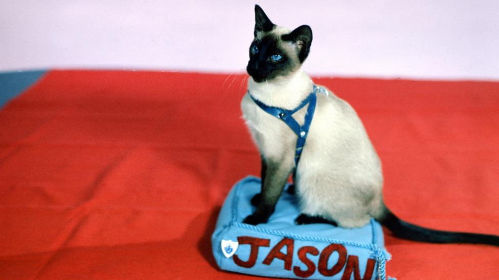Jason the Cat