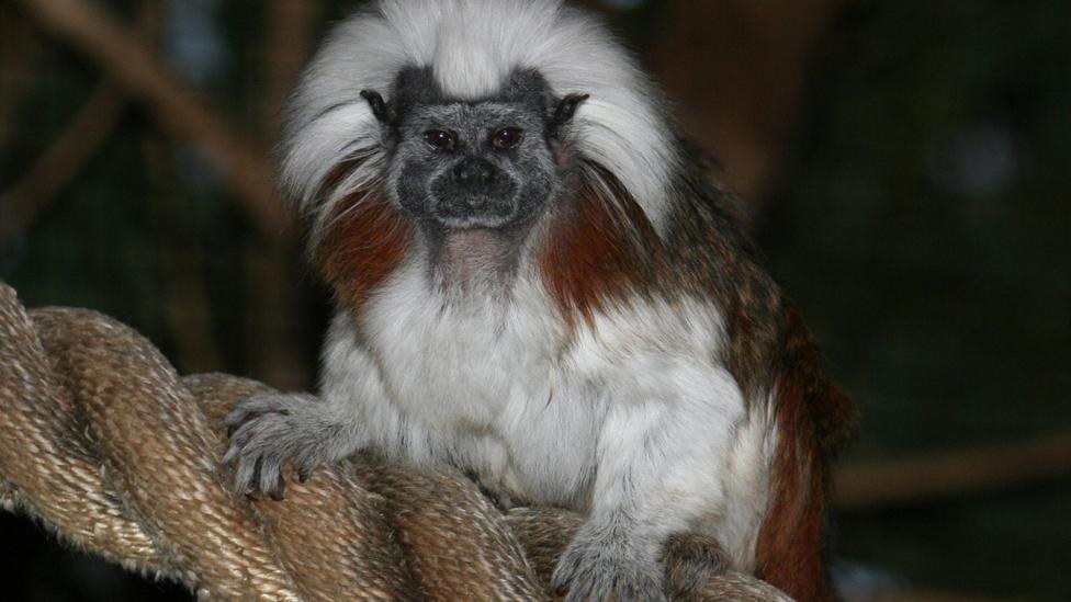 A small monkey sitting on a rope