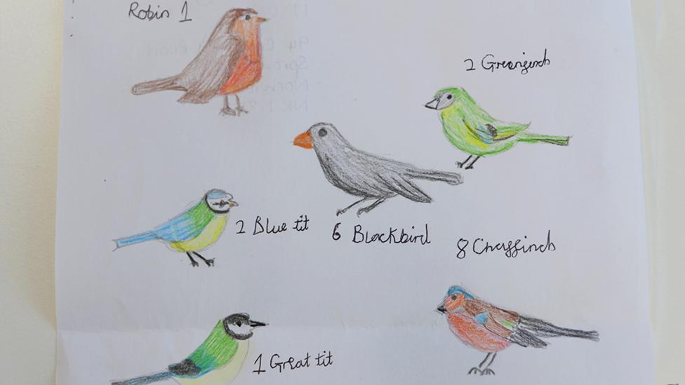 Hand drawn birds.