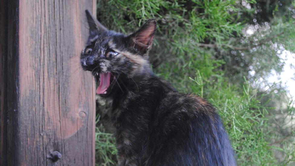 A cat yawning