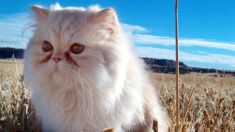 A Persian cat in a field