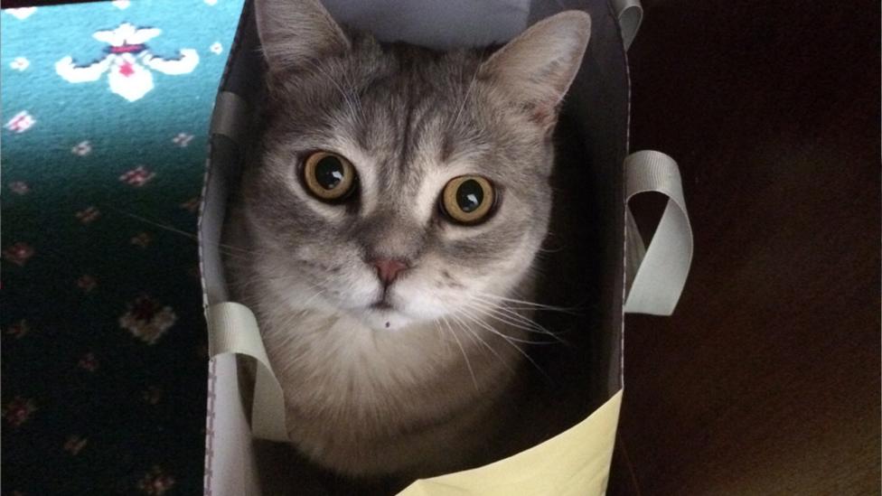 A cat in a paper bag